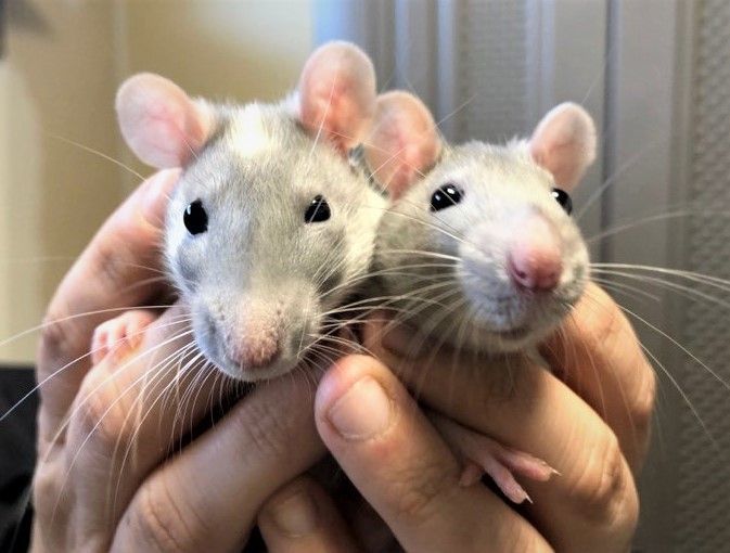 Baby rats for sales adoption