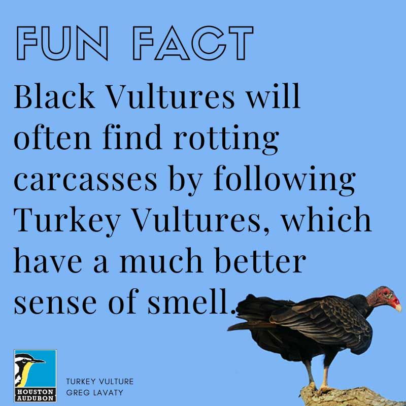 Black Vulture fun fact