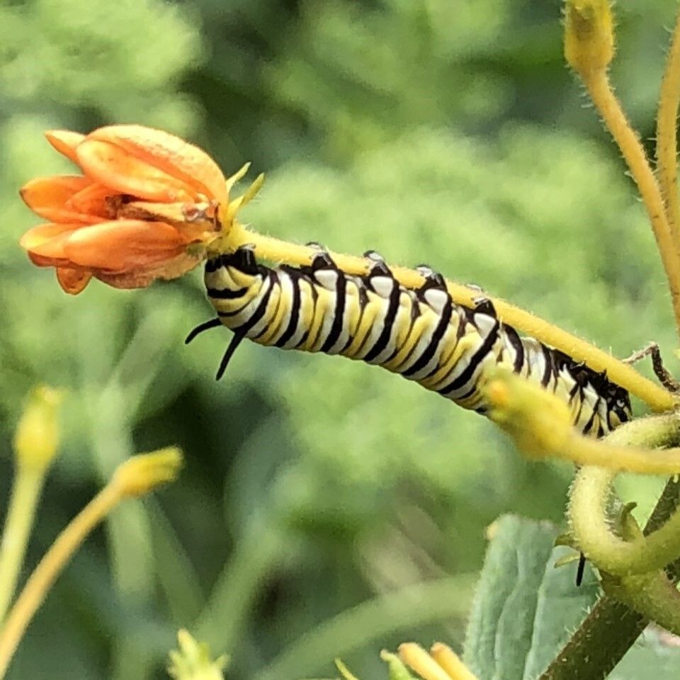 Biodiversity at Hilltop Hanover Farm