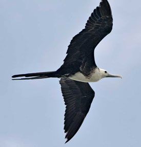 Magnificent Frigatebird