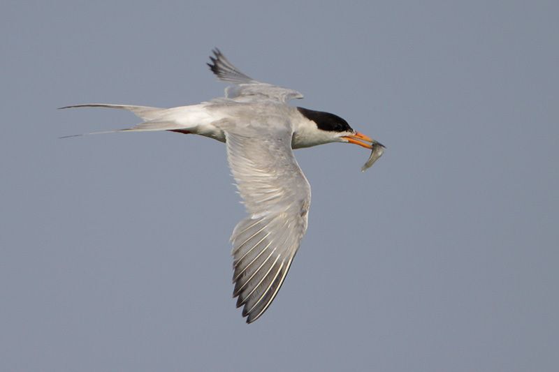 Forster's Tern