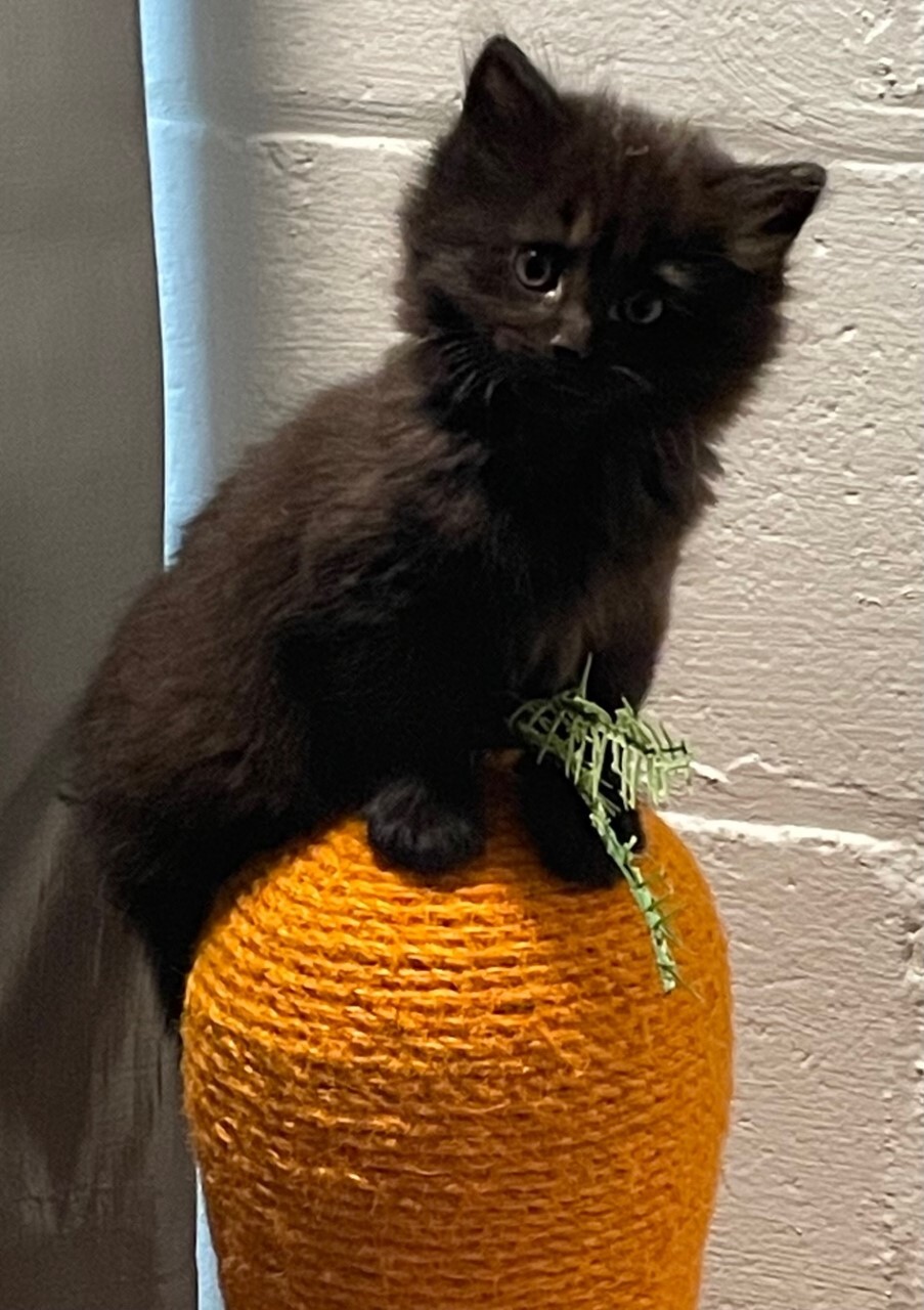 Clementine - Adoption Pending