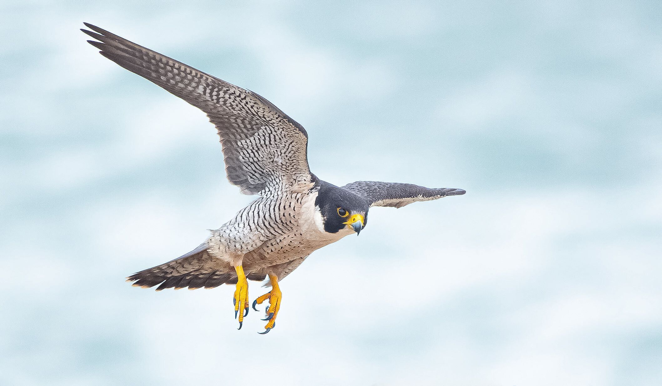 Peregrine Falcon in Torrey Pines by Allie Cellar (June 2025)