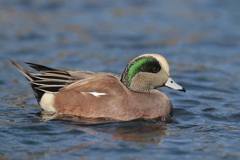 American Wigeon (male)