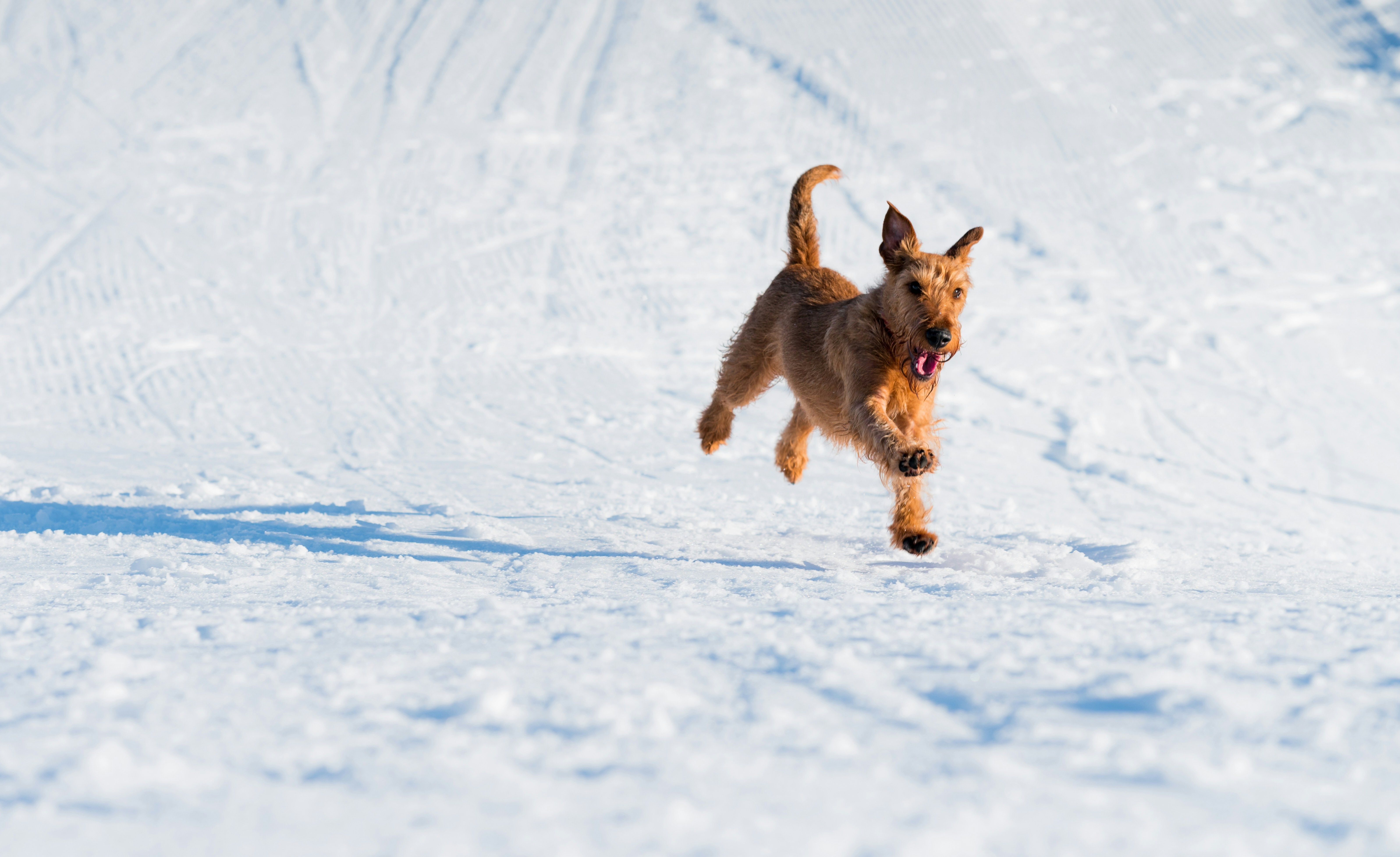 Snow Many Dogs, Snow Much Love Adoption Promotion