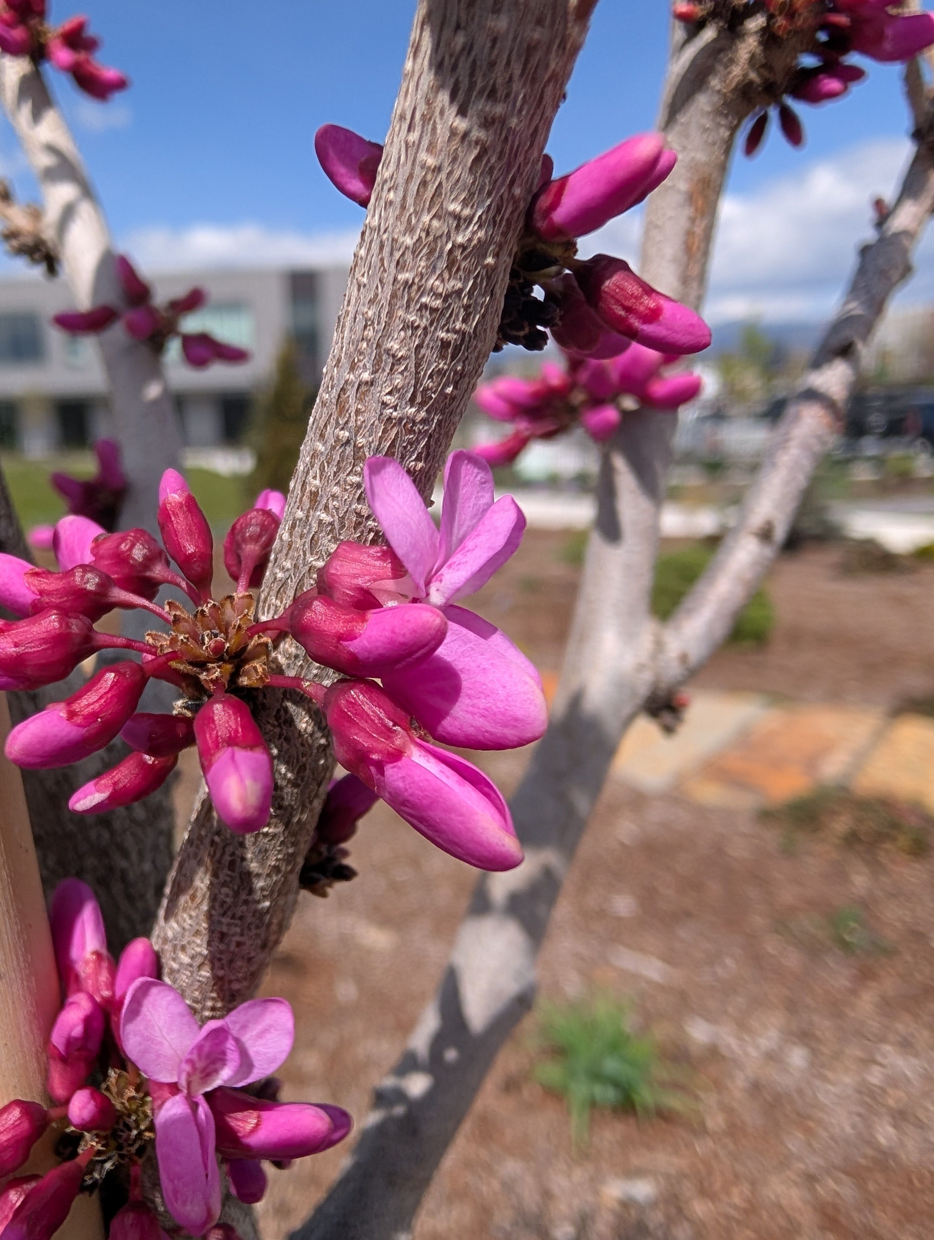 Pest Alert Message April 29, 2025