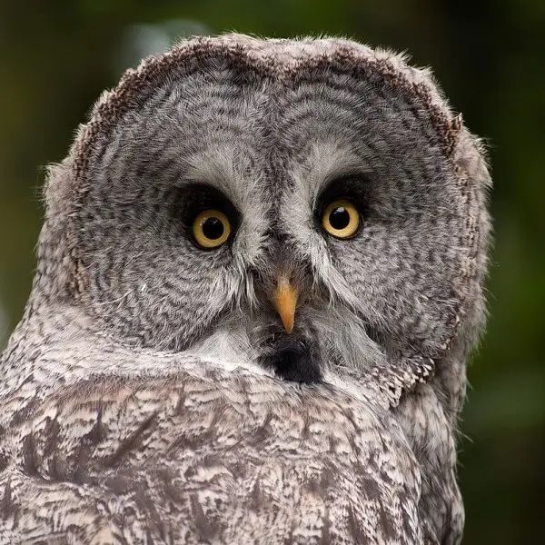 owl