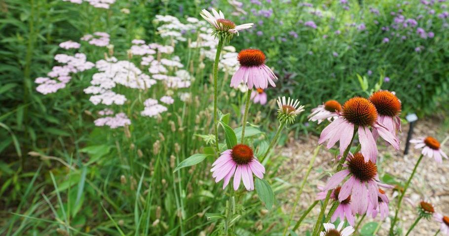 Habitat At Home Audubon Society Of Ri