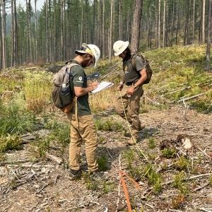 Reforestation Surveys on the Libby Ranger District