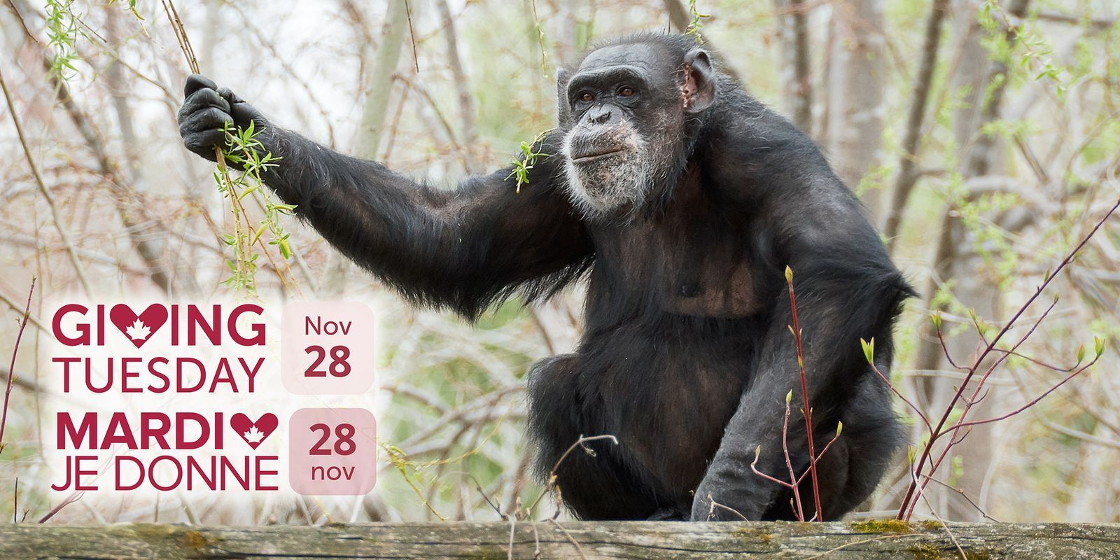Giving Tuesday Chimpanzee