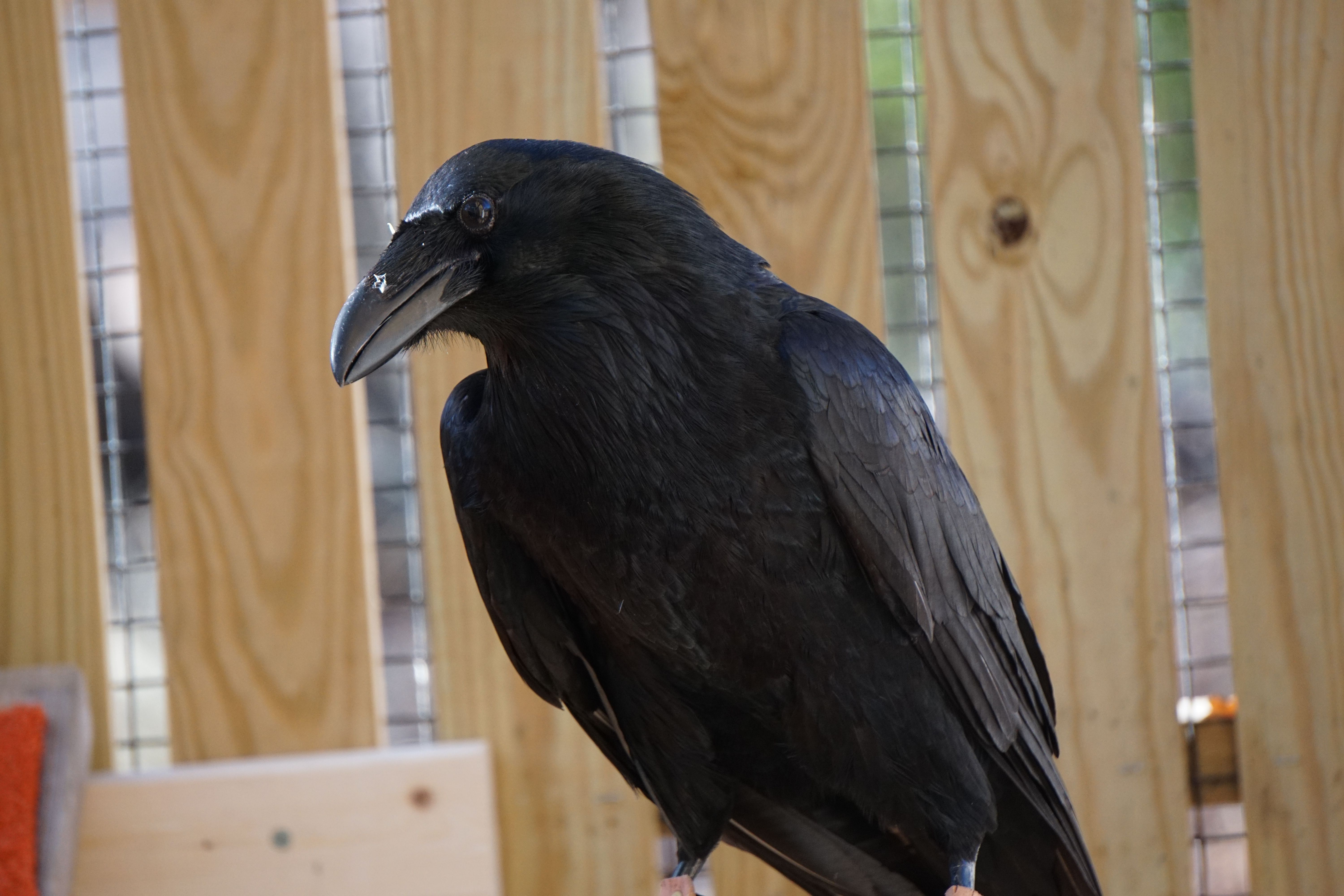 Raven Enrichment | Audubon Society of Rhode Island