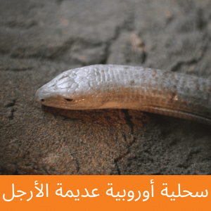 European Legless Lizard