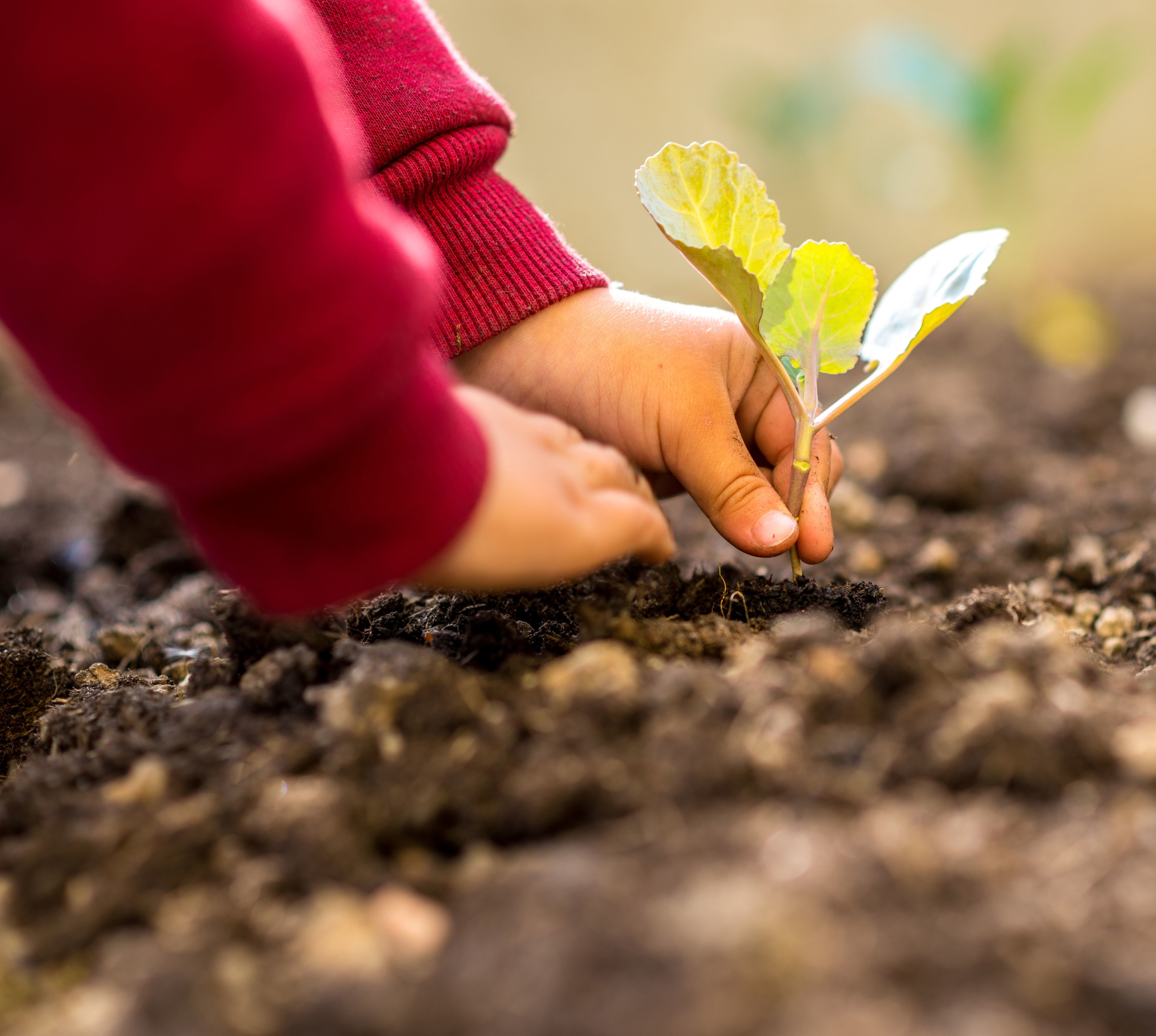 Toddler planting a small tree