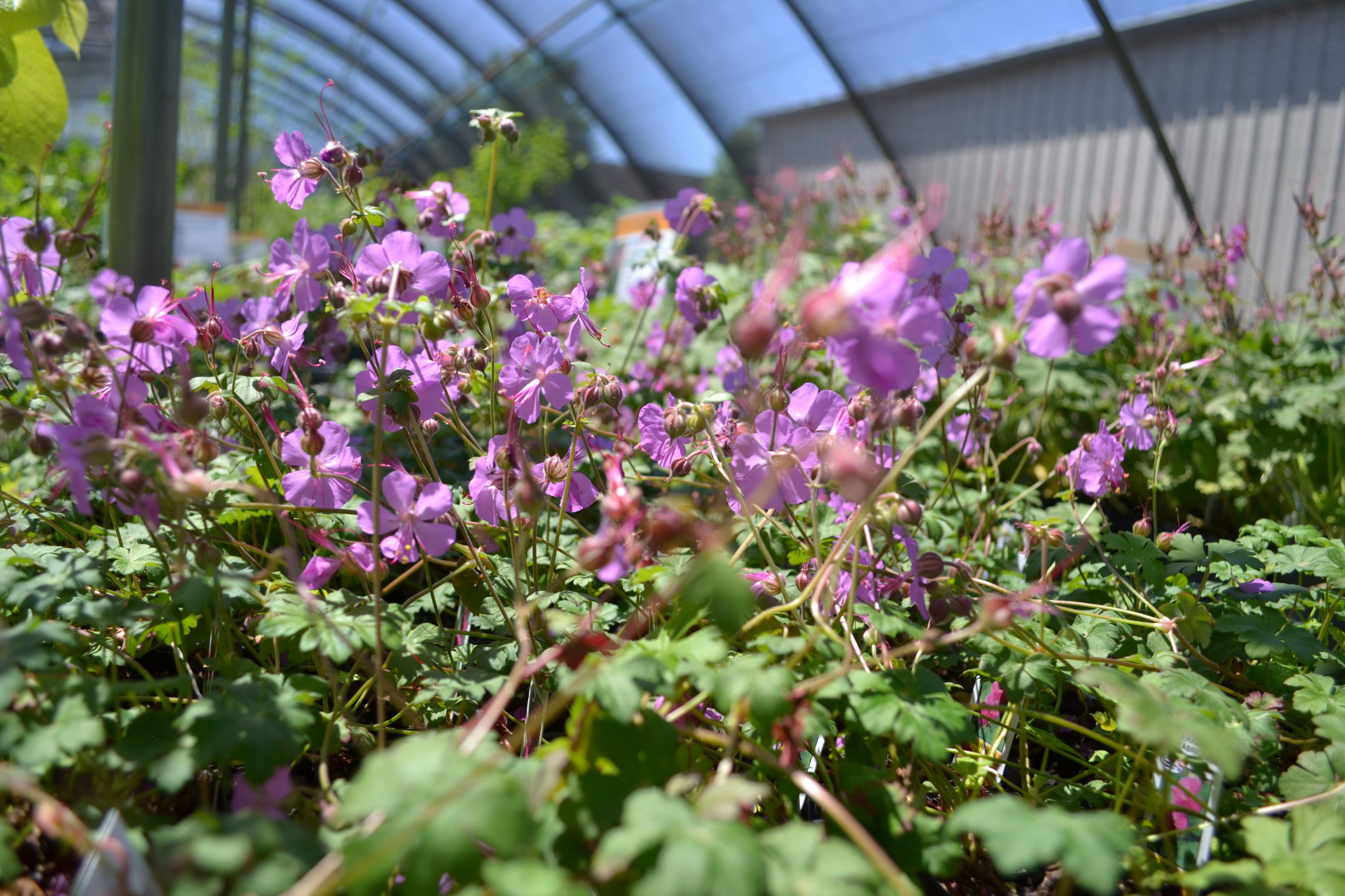 Image shows lavender pink flowers blooming in a greenhouse. 