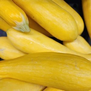 Summer Squash