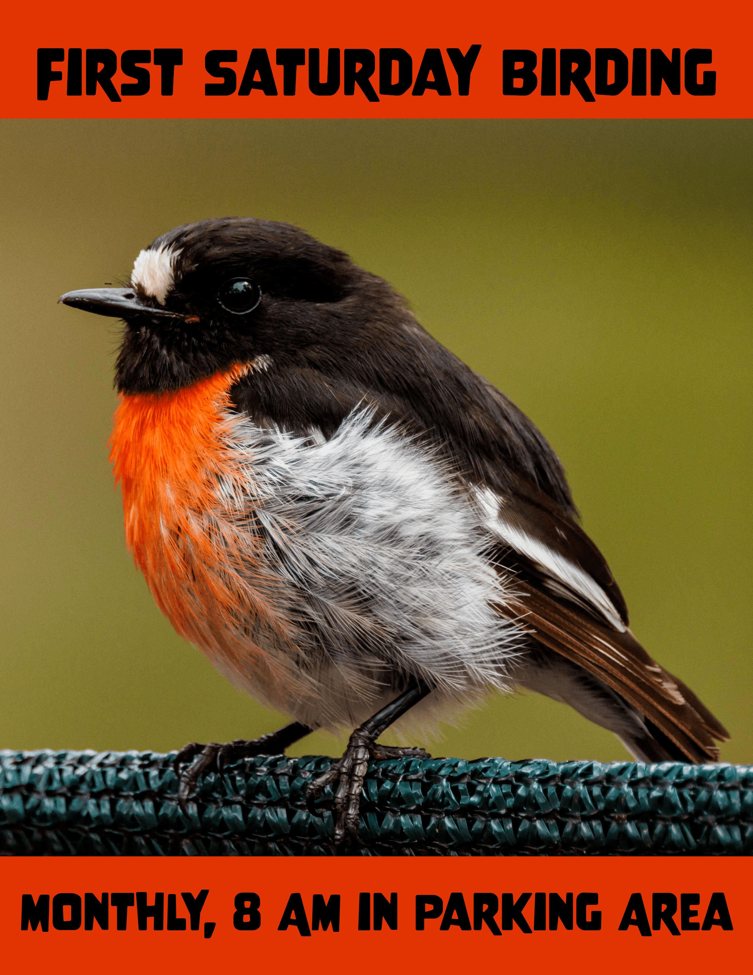 A male red-winged is perched on a wax myrtle branch with its mouth open singing. The red feathers that give this bird its name are showing on the top part of its wing. 