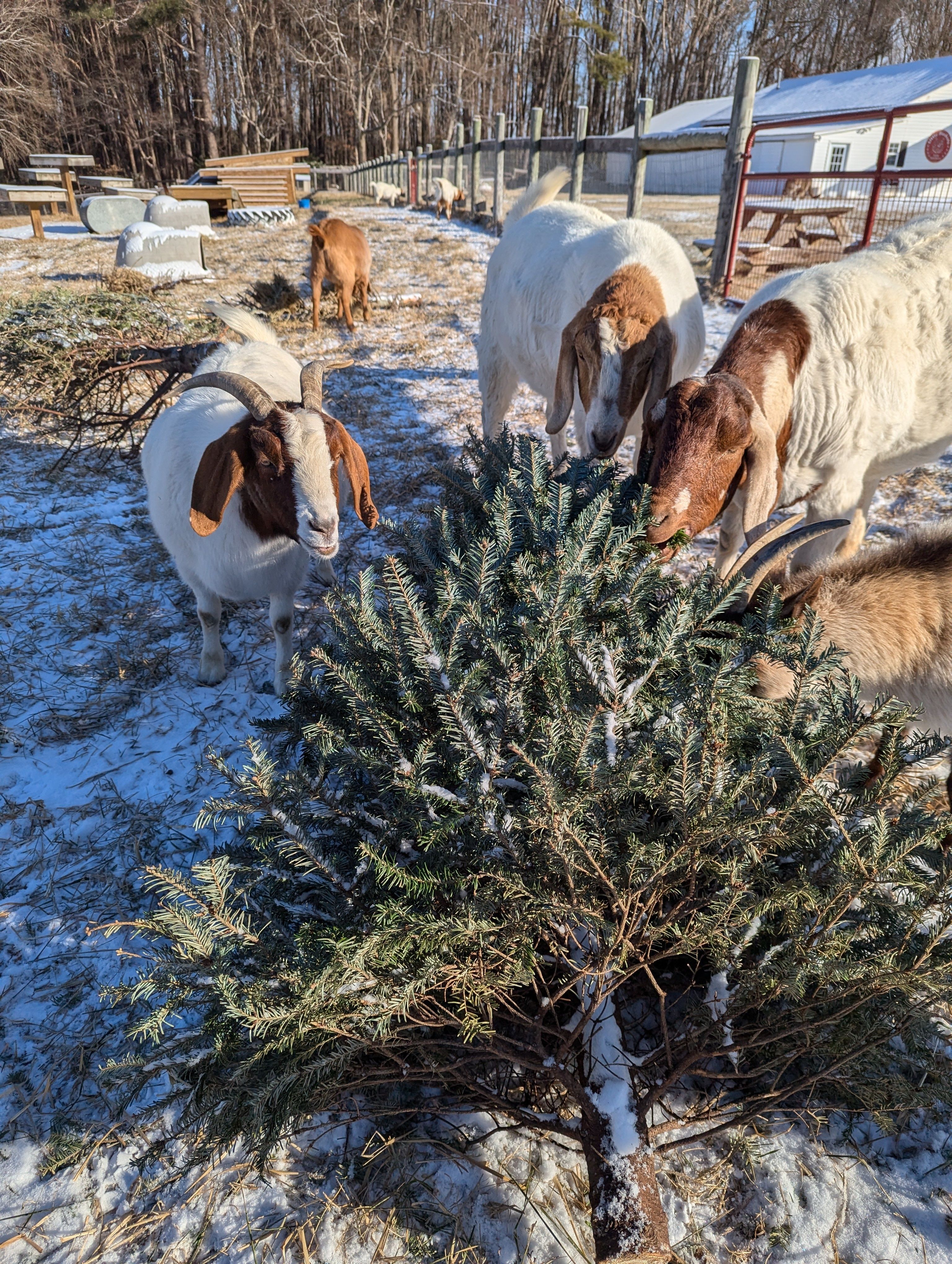 family smiling looking at christmas tree