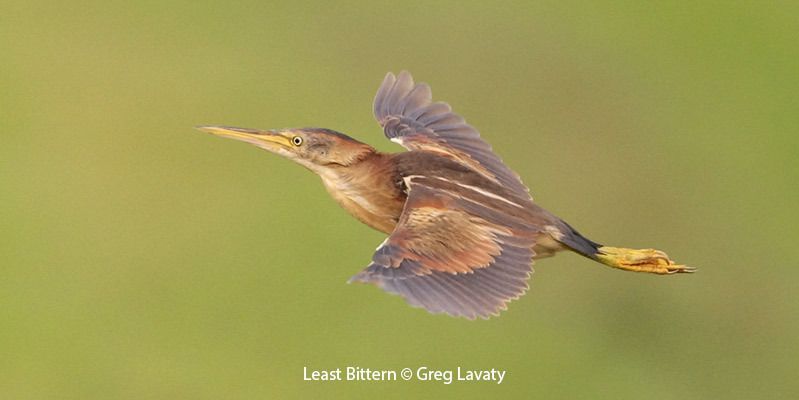 Least Bittern