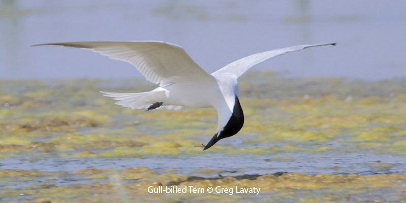 Gull-billed Tern