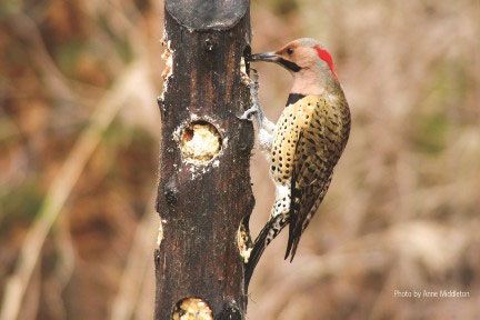 Suet Log Feeder