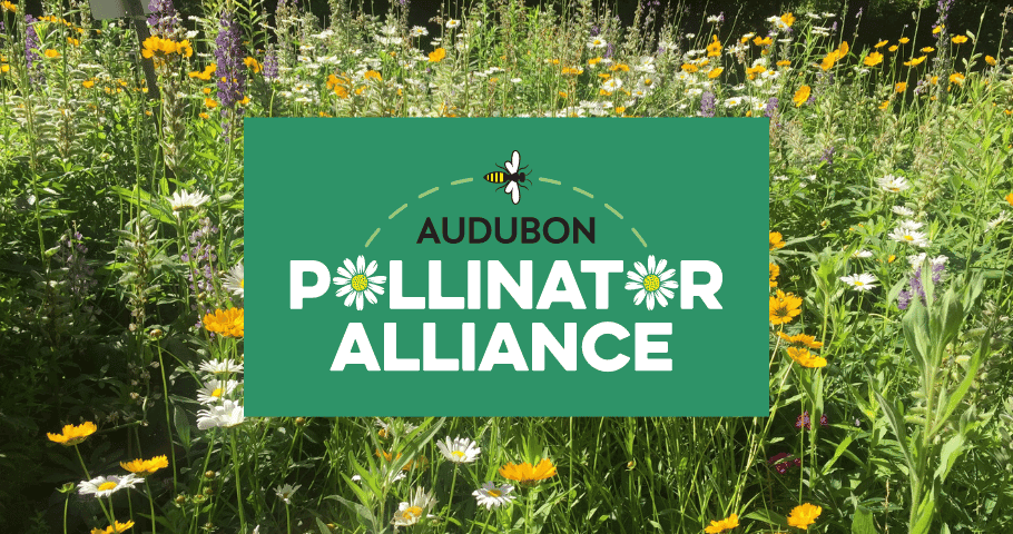 Audubon Pollinator Alliance