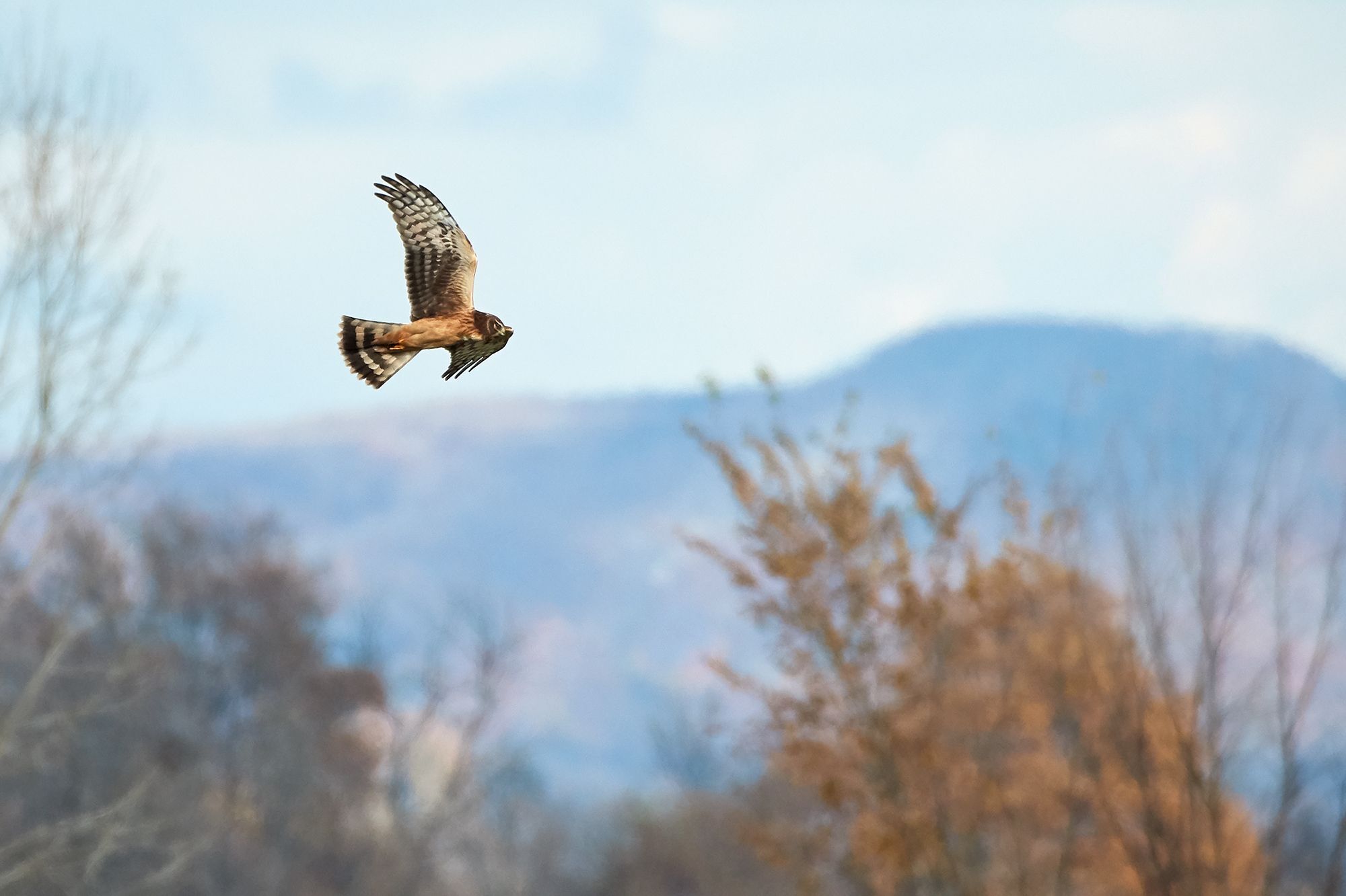 Northern Harrier