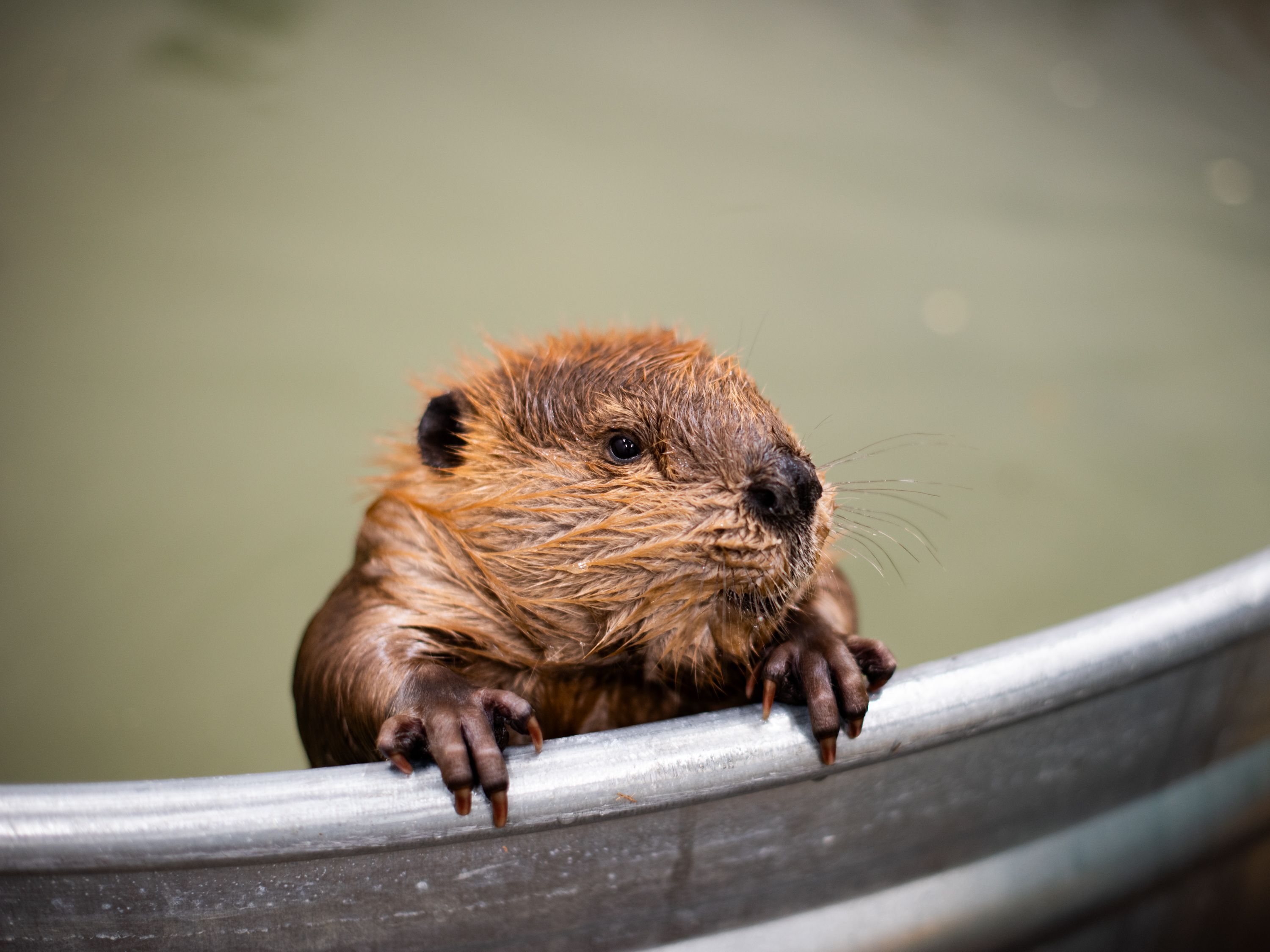 beaver kit nebraska wildlife rehab rescue