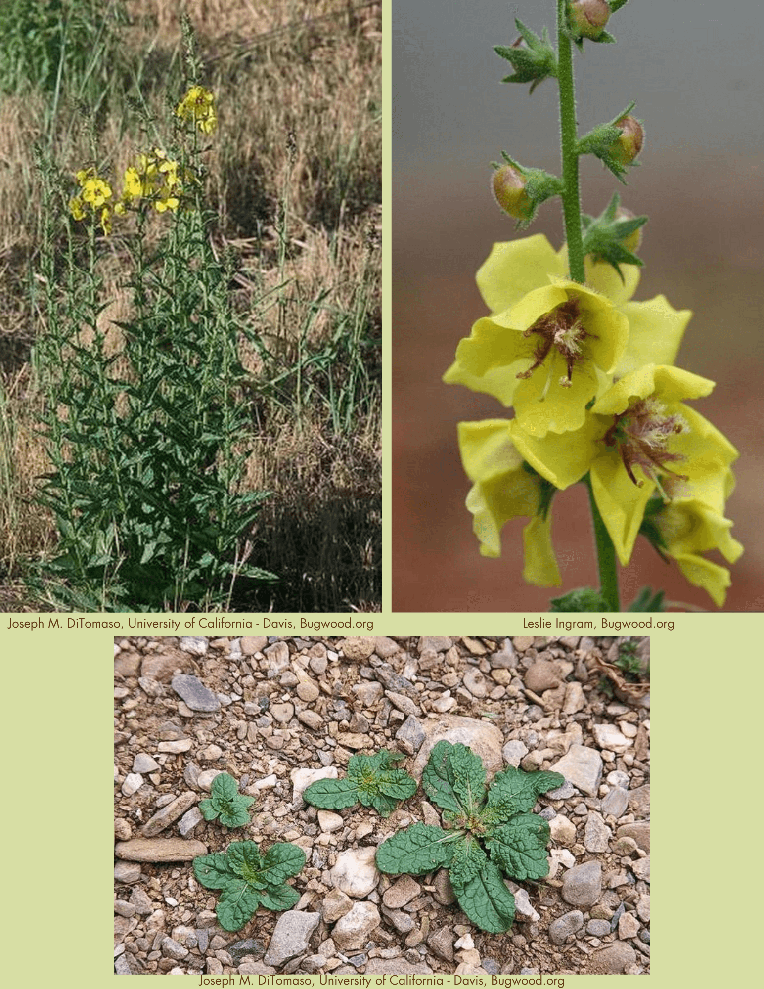 Moth Mullein