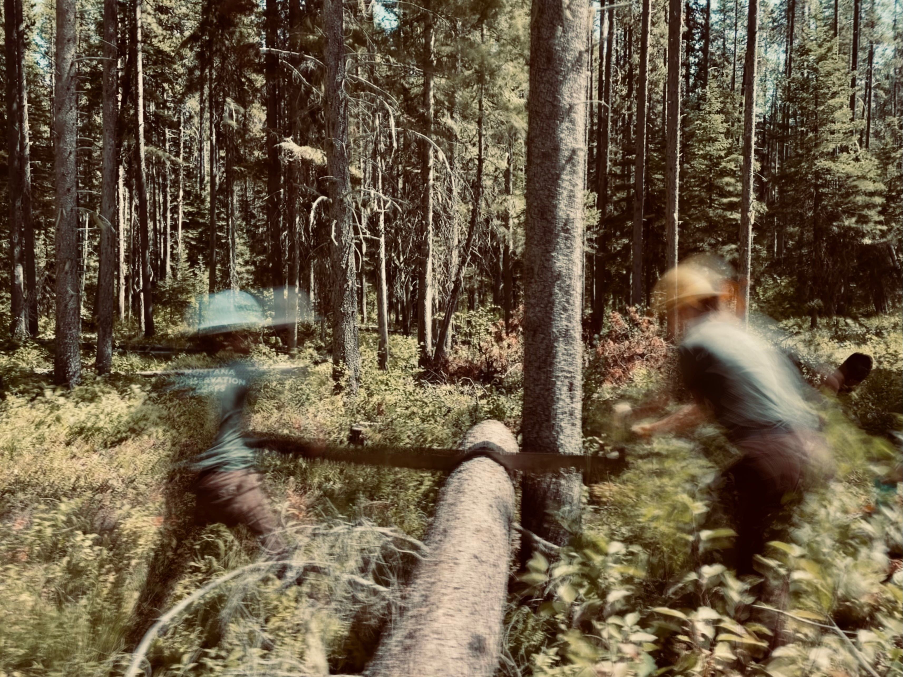 Two crew members are blurred in action as they crosscut a log