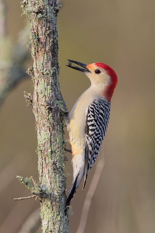 Red-bellied Woodpecker