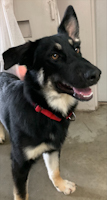 Meeko