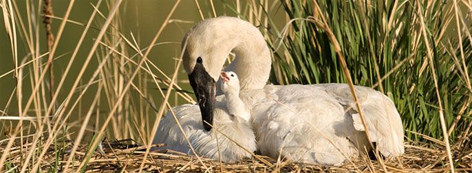 Wisconsin swans reach record high