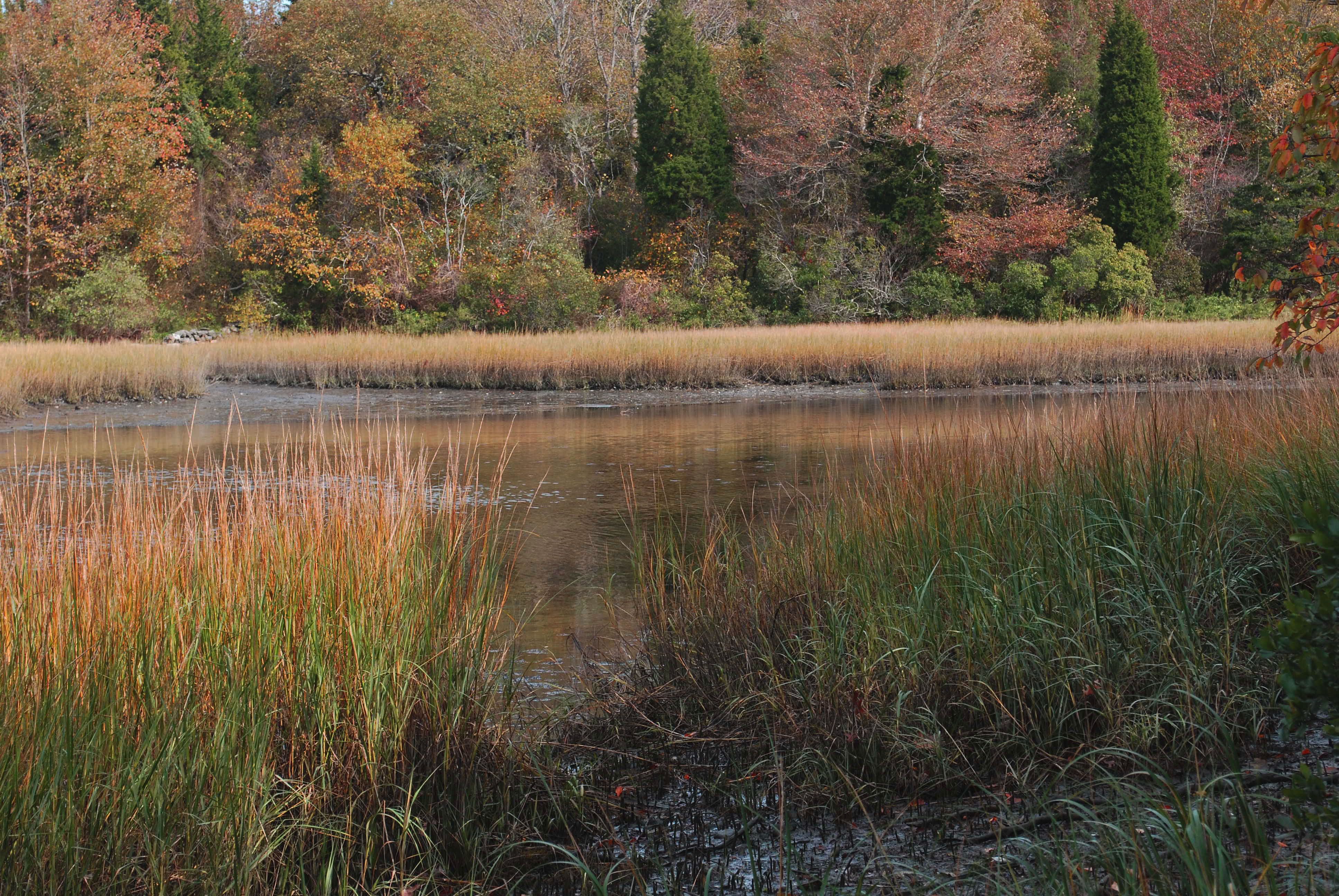 Emilie Ruecker Wildlife Refuge Tiverton Audubon Society of Rhode Island Hike Salt Marsh Environment Birds Birdwatching