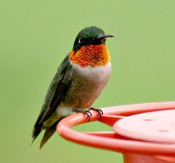 Ruby-throated Hummingbird male