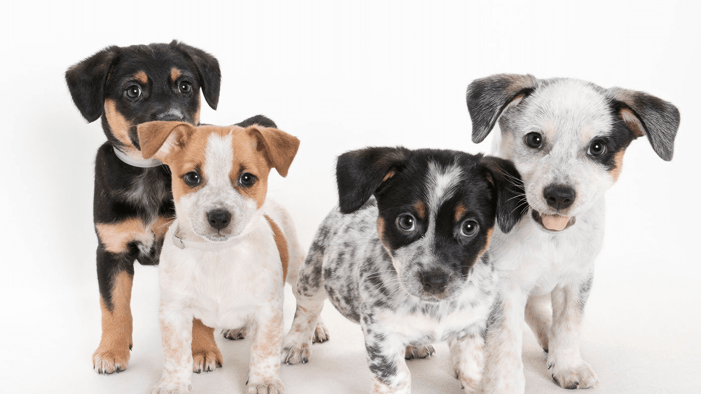 SPCA Adoptable Pets