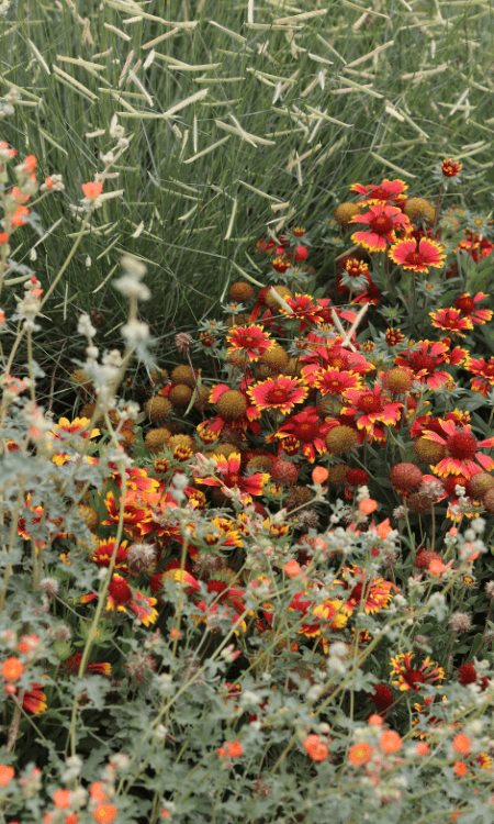 Rewild Your Yard Workshop