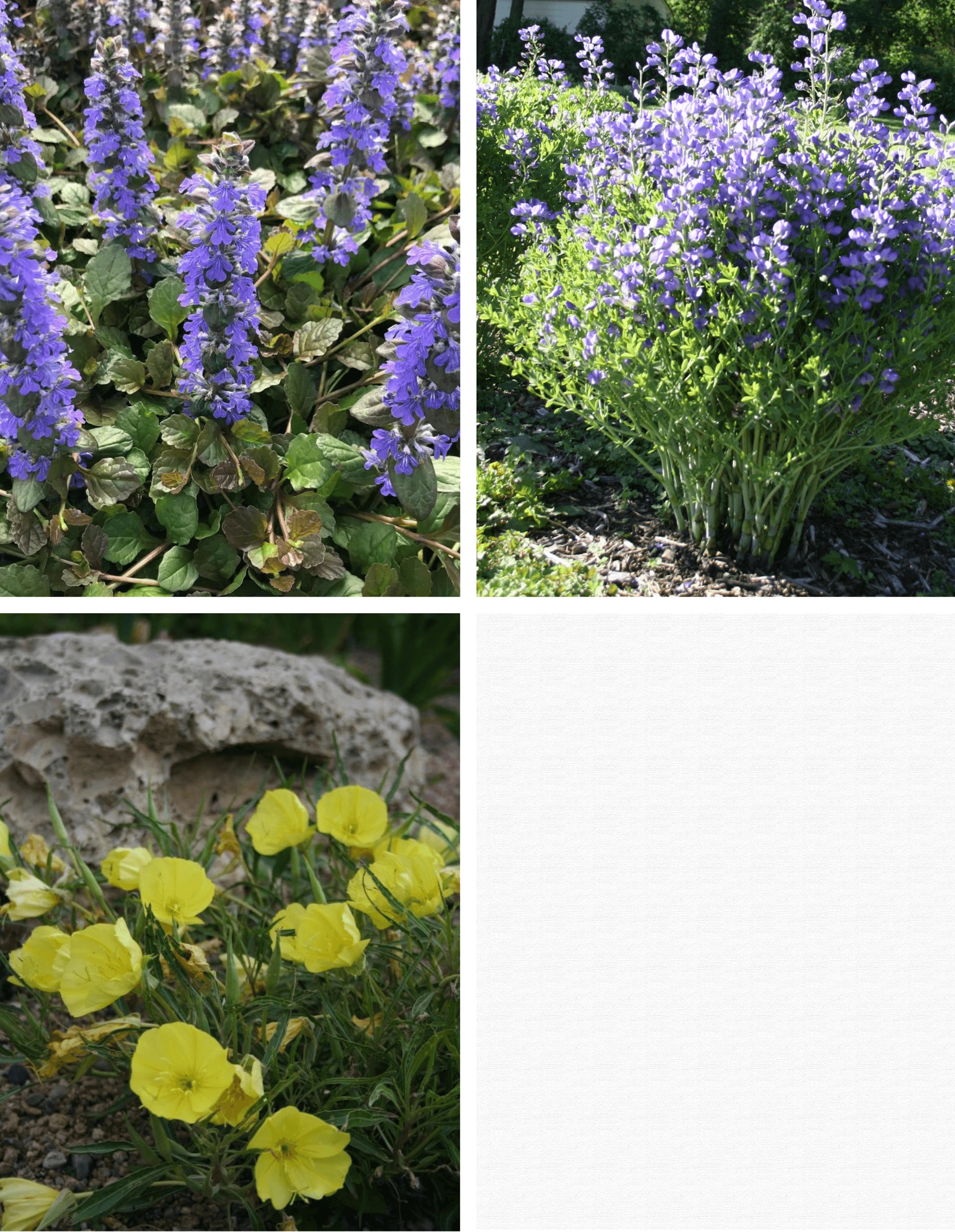 Purple Bugleweed, Dwarf Blue Indigo, and Yellow Missouri Primrose.