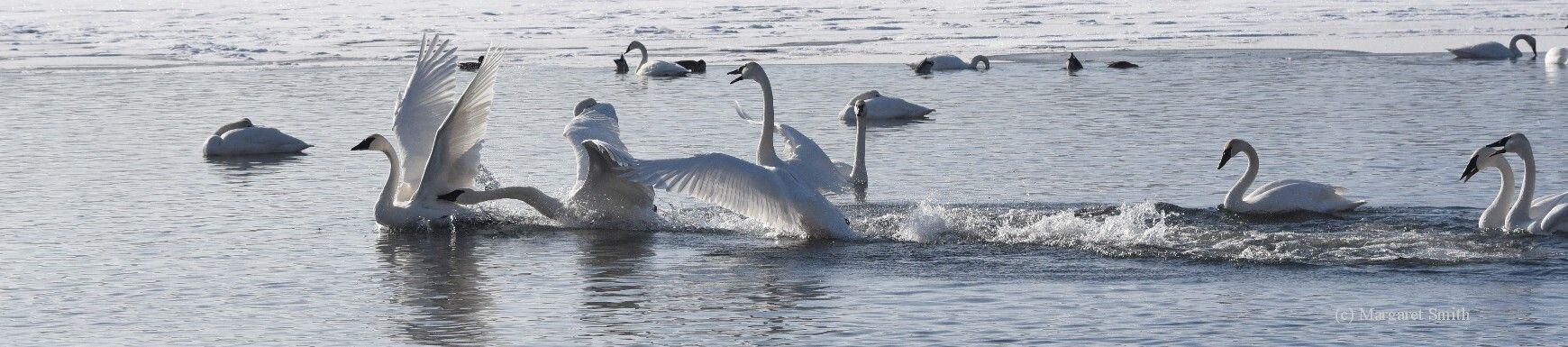 Learn what swan behavior means