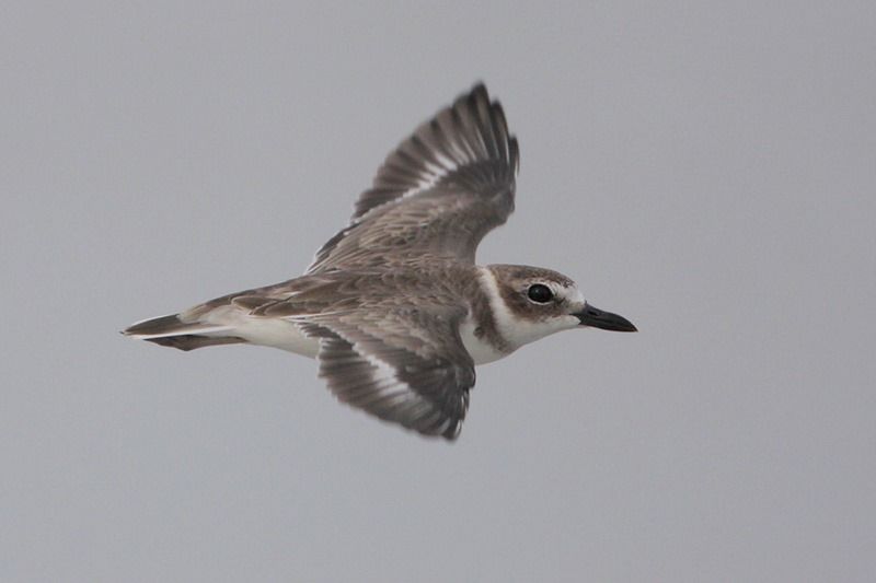 Wilson's Plover