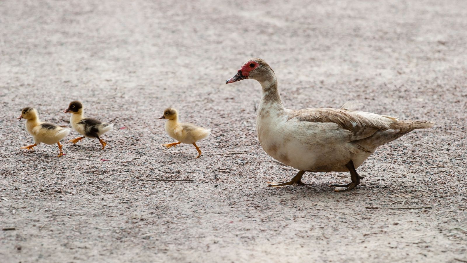 Mother duck follows her three baby ducks