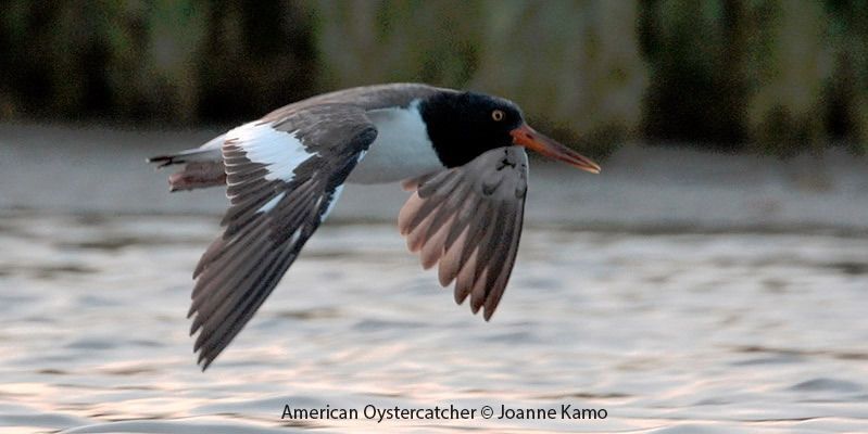 American Oystercatcher