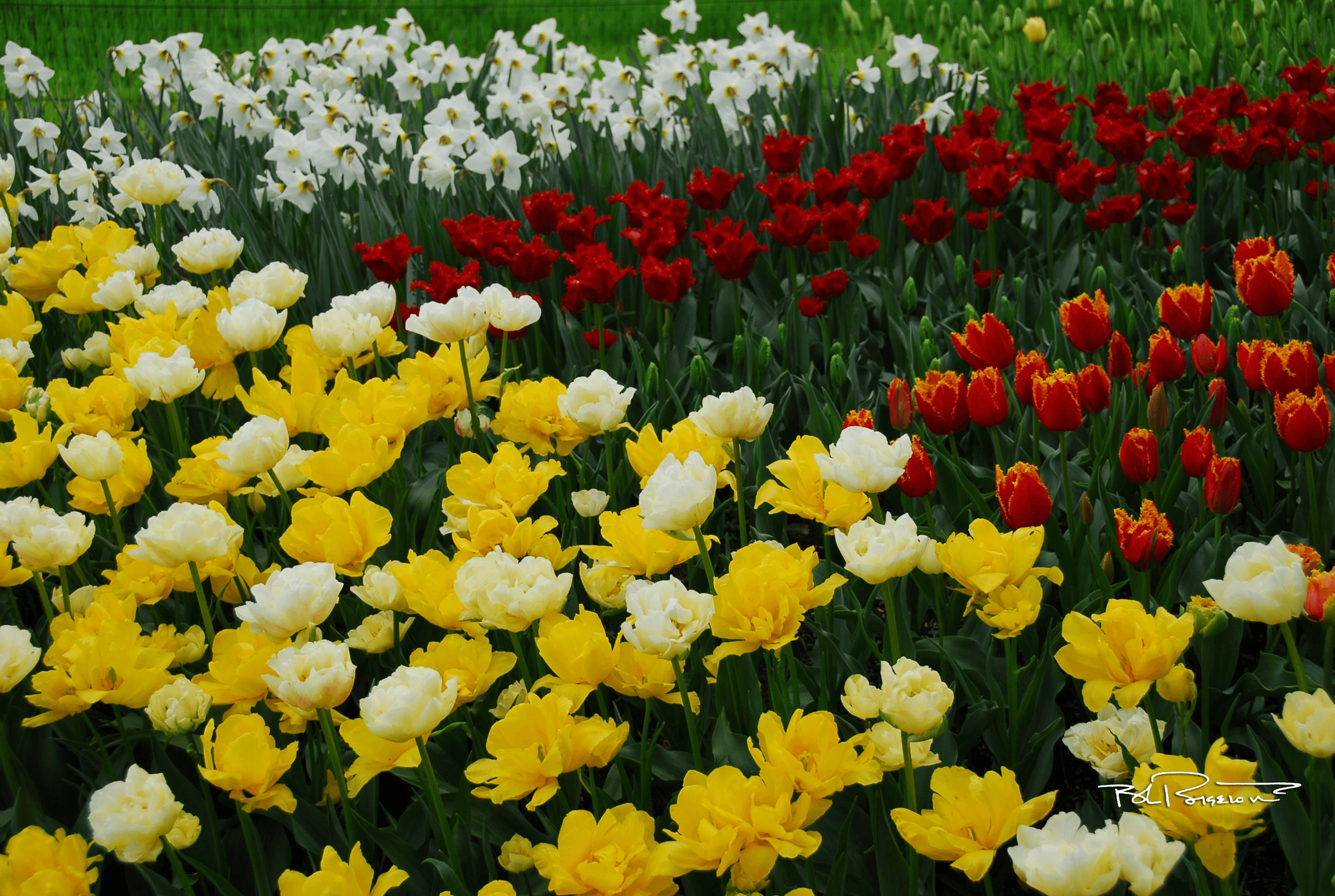 Tulips 1