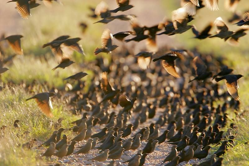 Brown-headed Cowbird