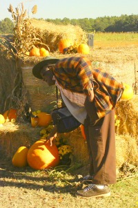 A Maze Of Pumpkins