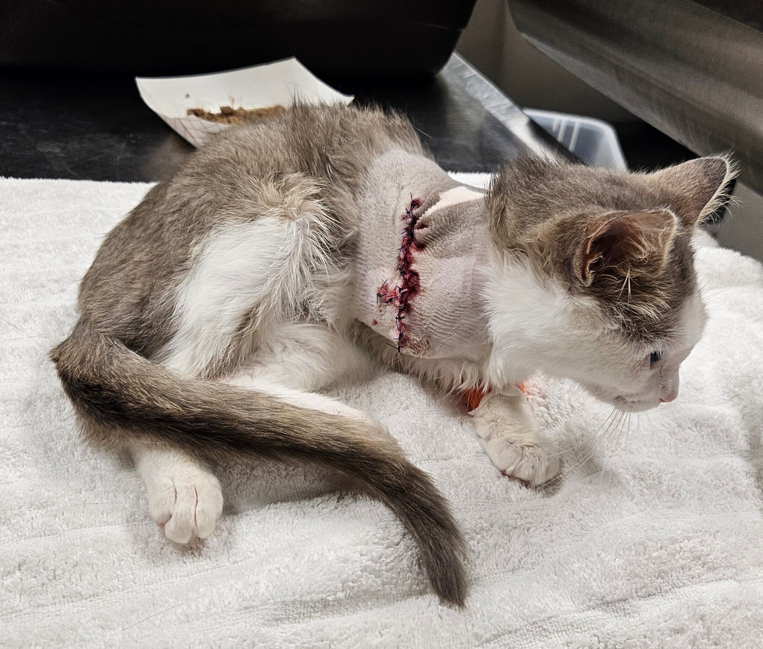 Raise a Paw for Vet Care: Help Lilac's Recovery!