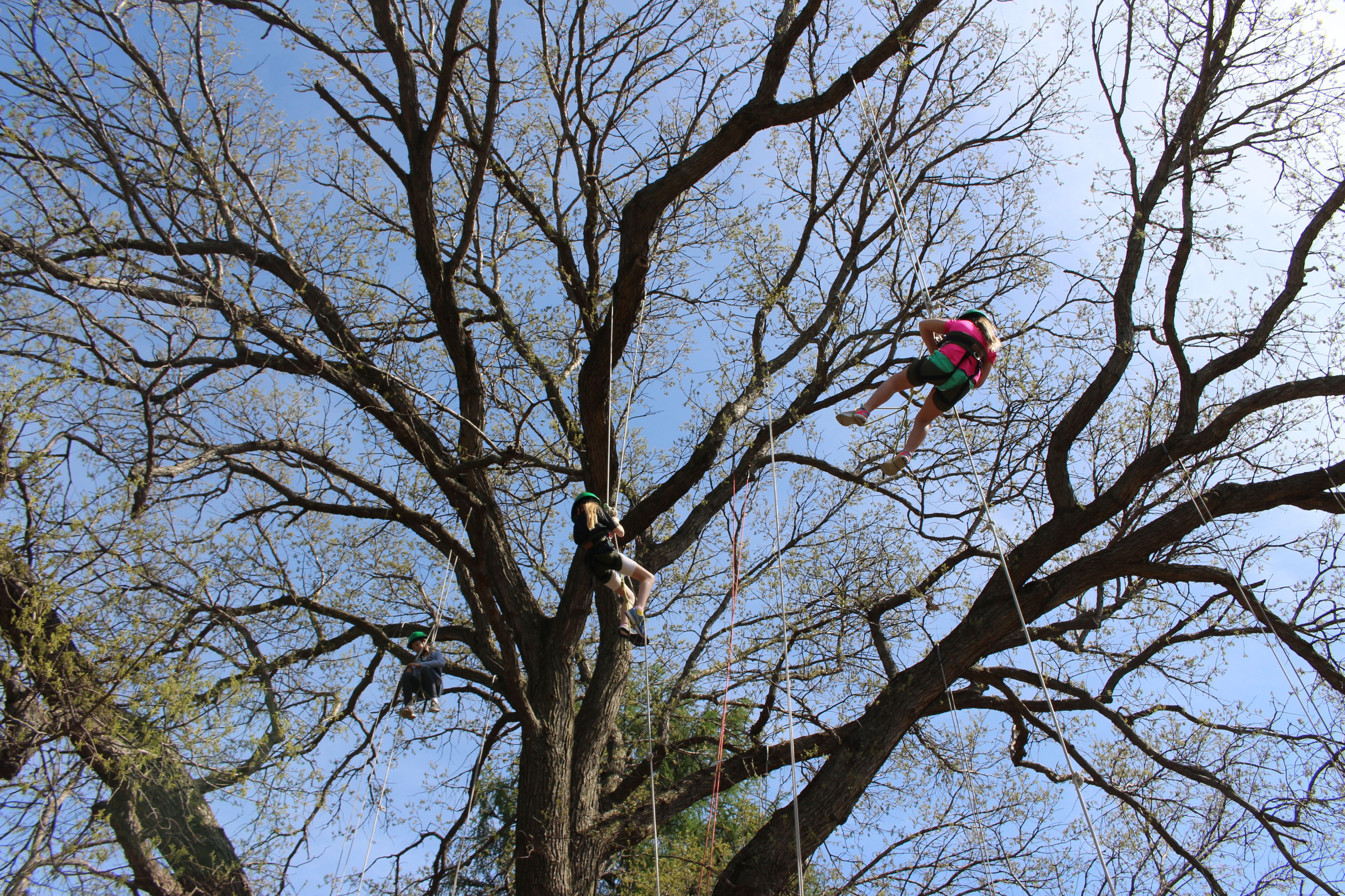 Kids roped up and climbing high up in a tree. 