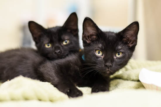 Kittens!