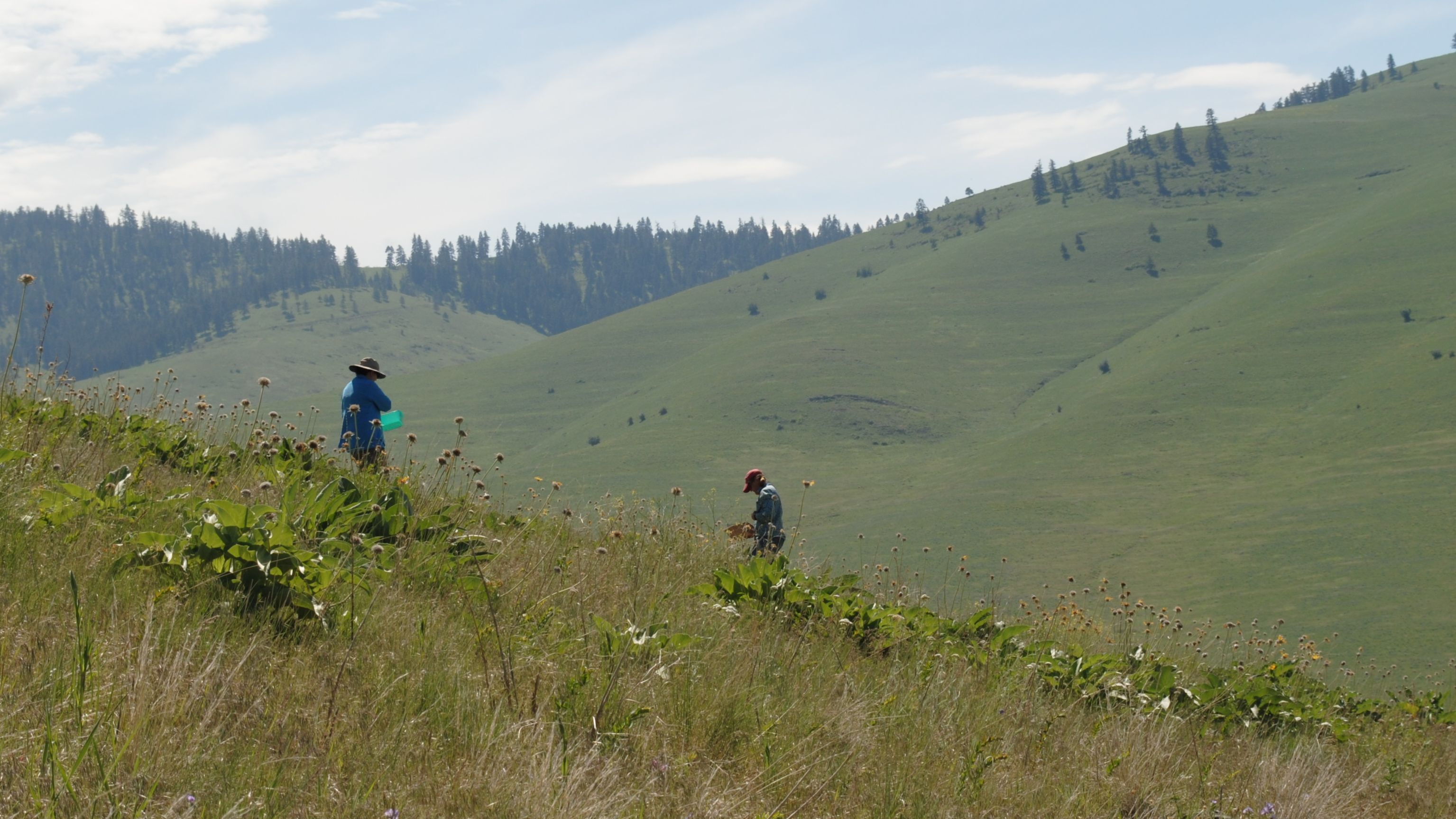 People collecting Dalmatian toadflax insects on a hillside