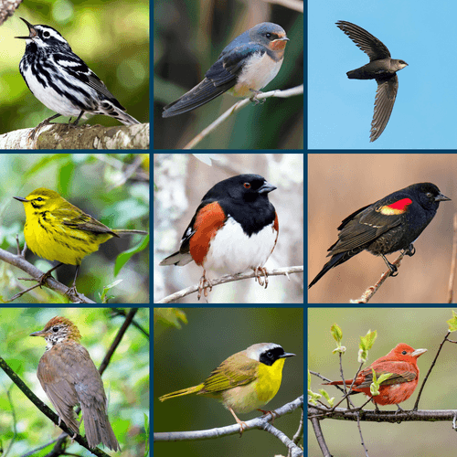 3x3 grid showing the 9 Responsibility Birds