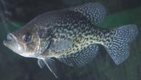 Black Crappie /  Redear Sunfish